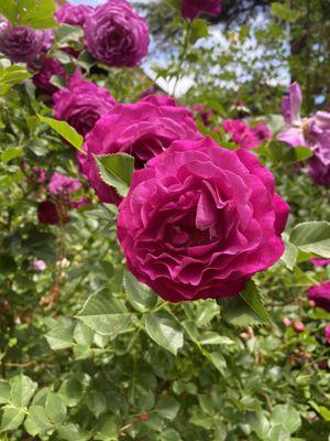 Beautiful roses in the garden