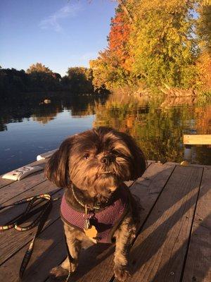 Public docks are available along the River Walk (or it's a shameless promotion of my adorable dog)!