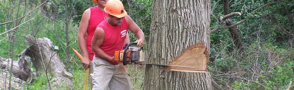 Tree Care by American Landscape