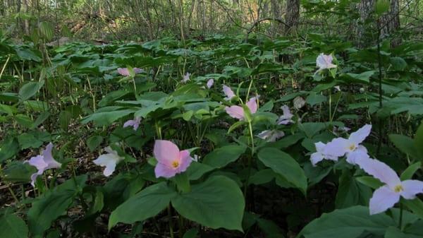 This photograph of trillium nearby is the only thing nearly as sweet as our postmistress.