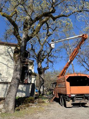 Using lift truck to cut top of large rotted Oak tree