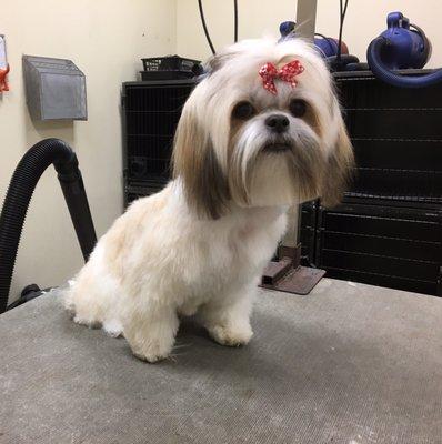 The finished product! Photo sent by groomer.