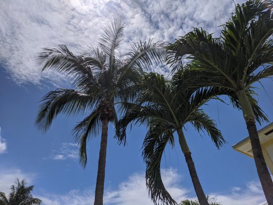 30-foot palm, plus two 15-footers, that Steve's guys made short work of.