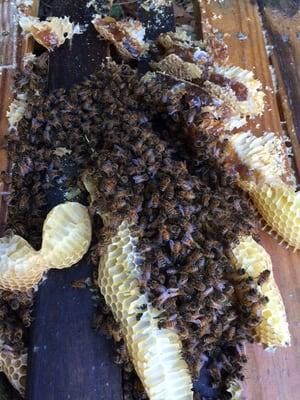 Honeybee removal and rehiving ! We don't kill honeybees!