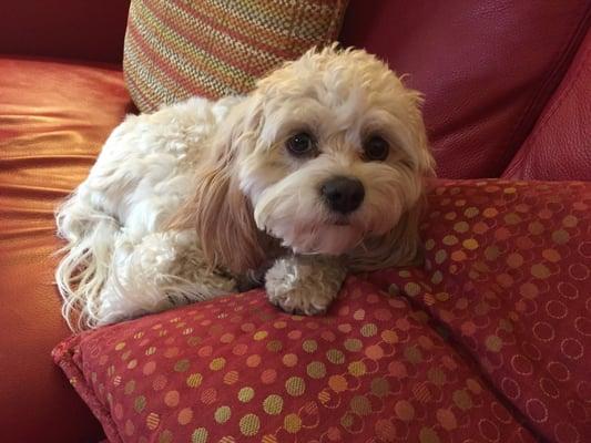 Dotty 12 month old Cavachon living in Fountain Hills. The most Loving Pet I ever had...AR