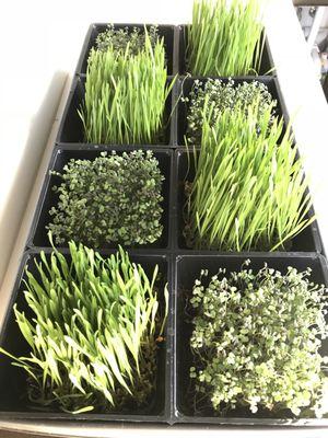 Microgreen and wheatgrass kits