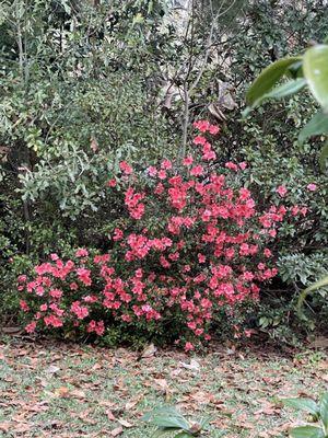 Azaleas