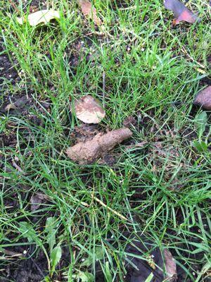 Dog feces. Make sure to watch where you walk because sometimes it's left on the sidewalk too!