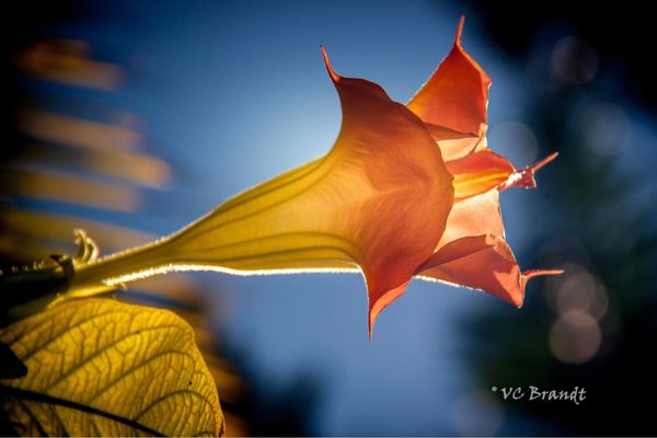 Angel trumpet side view