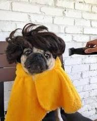 Pug haircut