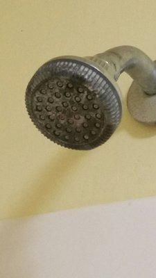 Gross shower head. Black mildew and mineral deposits. Little elbow grease take care of this.