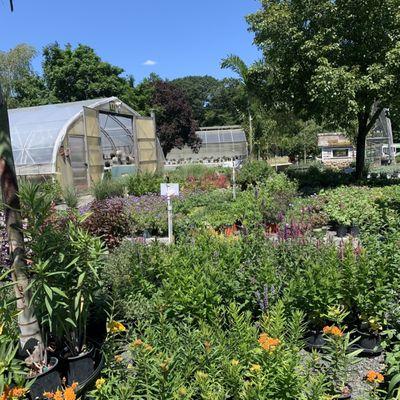 Perennials and greenhouses at Old Hawleyville location