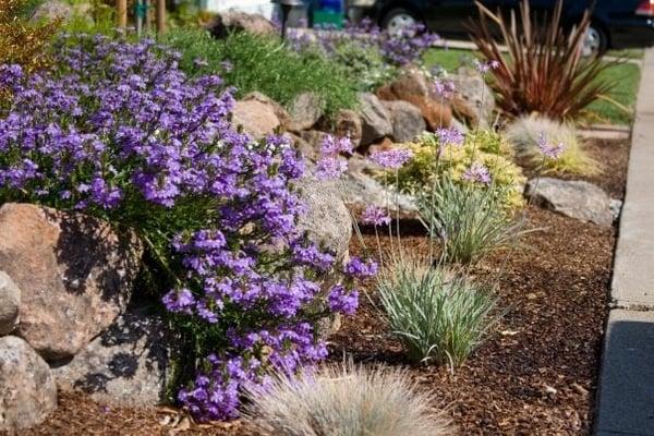 No more lawn!  Colorful, gorgeous low-water low-maintenance front yard landscape renovation.