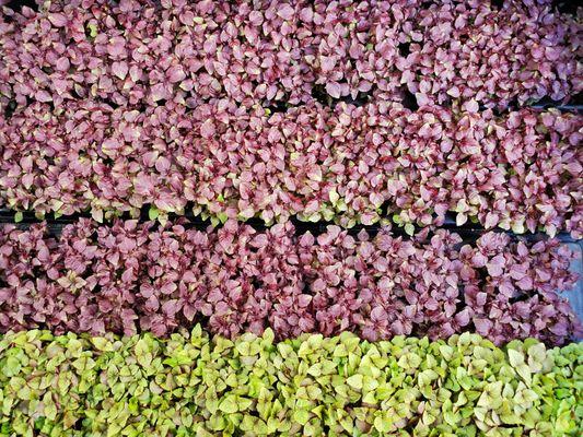 Red Shiso and Britton Shiso Microgreens! Get your tasty herbs and on board with Austin's composting ordinance through us :)