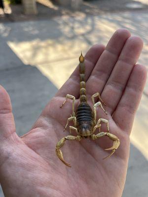 Large Desert Hairy Scorpion