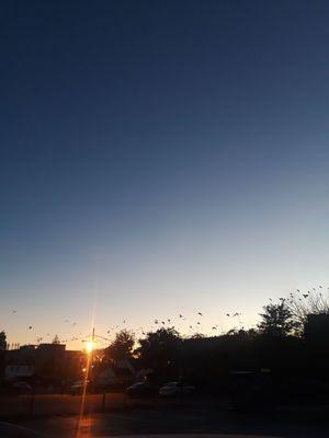 Blackbirds, doing what they do best in fall, heading South. So beautiful. Uniondale, Town of Hempstead (2018)