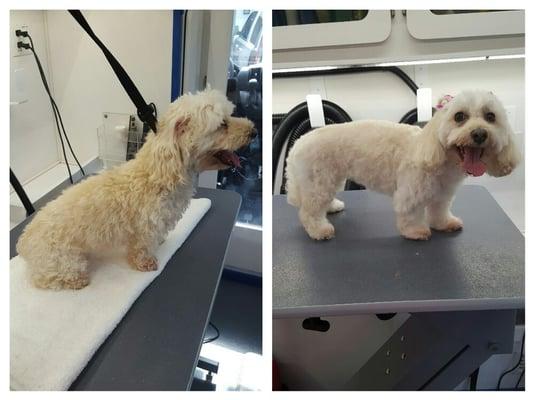 another maltese cut!