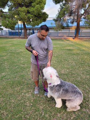 Zoey learning commands for obedience test.