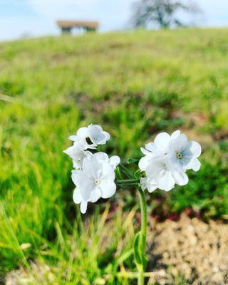 Popcorn flowers at Hensley Lake 01.29.22|Sat