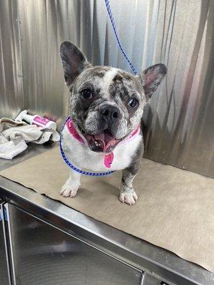 Super cute Frenchie