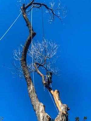 Better View Tree Service