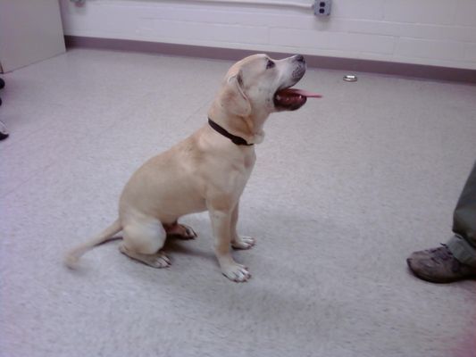 A dog really focusing on their owner.  Good dog!