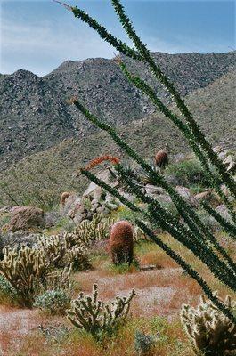 If you decided to hike up Glorietta Canyon, you will find ocotillo (see, red blossoms) and pink-colored barrel cacti. - - -Tom Brody