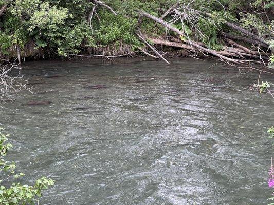 Salmon swimming up stream