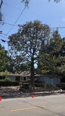 Pruning magnolia tree