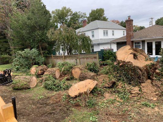 The monster tree taken down!