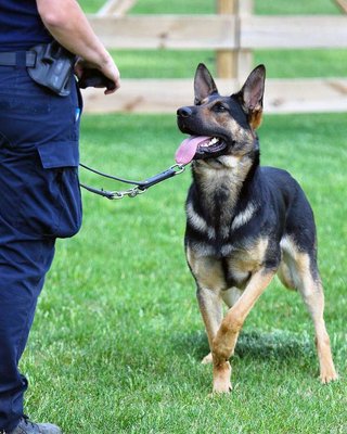 K-9 Explosives Detection