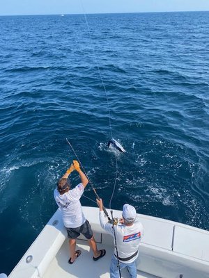 White Marlin Release!