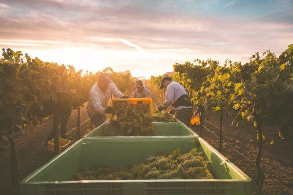 Harvest Time in Lodi, California