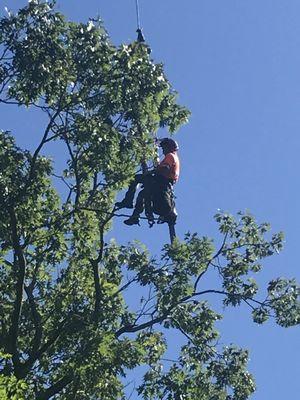 We use modern tree technology partnered with more than 25 years of experience to provide incredible results for our clients.