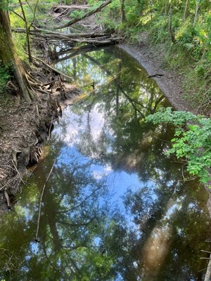 A waterway with trees, ferns, leaves, and the sky reflecting into it.