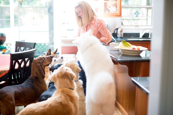 After everyone does their business outside, they are rewarded with a hypoallergenic dog treat. They must sit first.