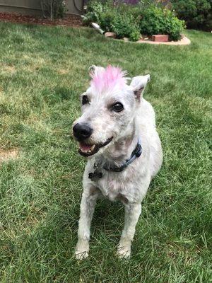 Mr. Wolfgang sporting his awesome new do!