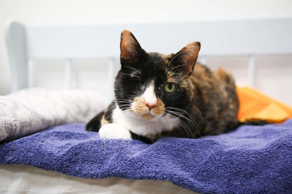 One of our more unique patients comfortably awaits treatment on a bed of blankets and pillows.