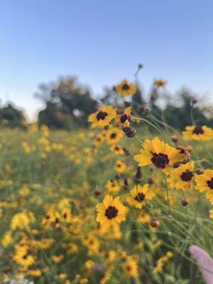 The native prairie