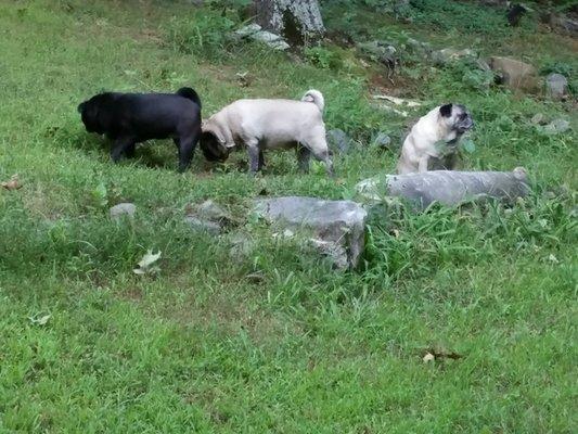 Pug Pack (Grumble of Pugs)