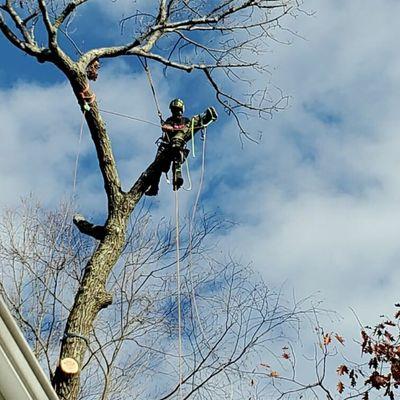 INTRICATE Climbing Rigging and Felling