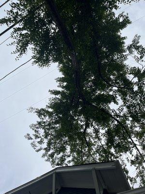 Need trees removed or just some branches?