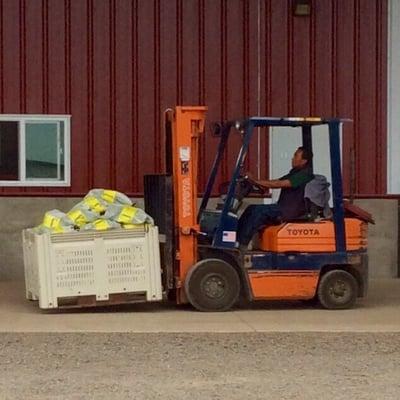 Bringing in the farm fresh, delicious, super sweet corn.