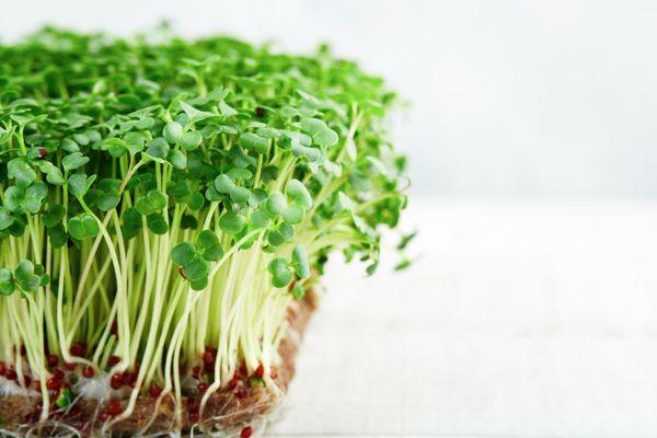 Broccoli Microgreens