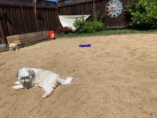 The dogs enjoying the decomposed granite. :-)