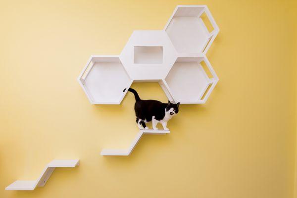 MeowMANSION's have their own wall shelves/beds