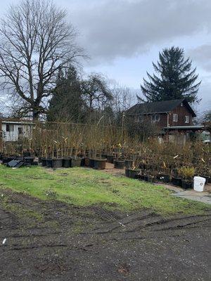 Fruit trees