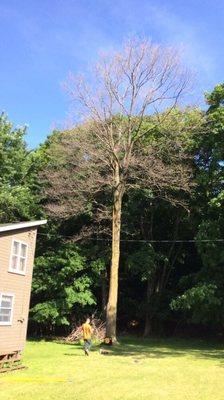 Our staff can prevent the death of Elm, Oak, Ash, Birch, and many more prone species to insect and disease attack.