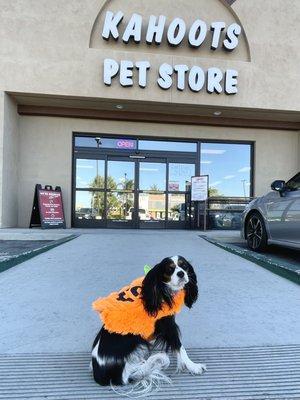 They're fully stocked with Halloween costumes as of 09/20/2021. Gertie got the M/L