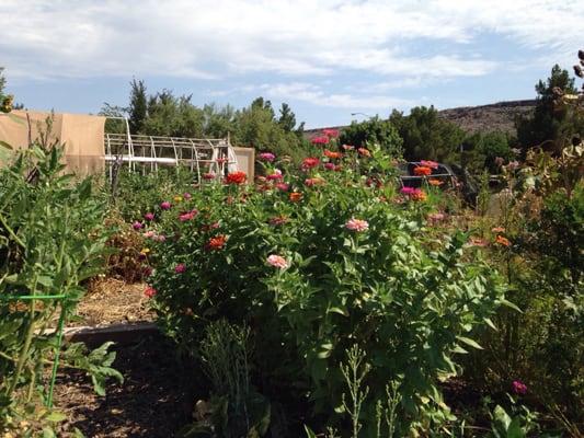 @ Tonaquint Community Garden - 7/28/16